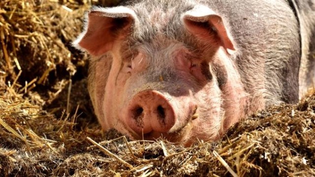 Legea porcului este în lucru la Parlament pentru eliminarea comerțului ilegal cu porci!